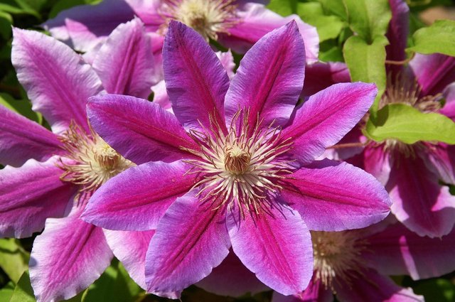 20080506_clematis1